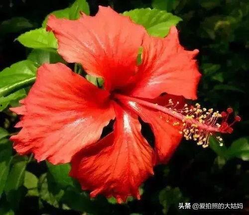 直播爆料扶桑花的视频下载,扶桑花种植技巧与养护全解析 第2张 直播爆料扶桑花的视频下载,扶桑花种植技巧与养护全解析 第2张